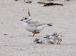 Adult and chicks