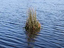 Common rush in shallow water