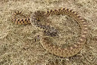 Bullsnake (Pituophis catenifer sayi), Curry County, New Mexico