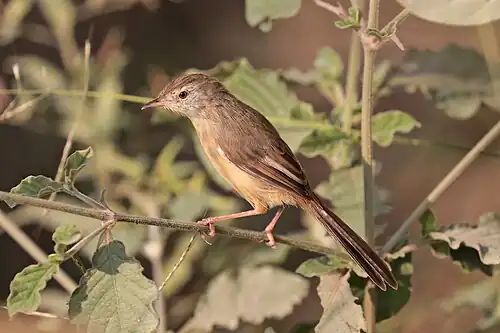 P. i. fusca Nepalgunj, Nepal