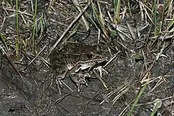 Plains leopard frog (Lithobates blairi)