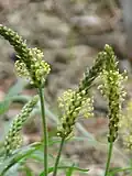 Plantago alpina