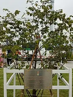 Schoutenia glomerata, planted by King Vajiralongkorn in 2021