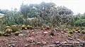 Plants on cactus garden
