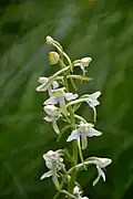 Greater butterfly-orchid, La Bresse.
