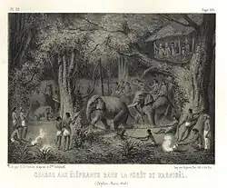 Saltykov witnessing an elephant hunt in Sri Lanka