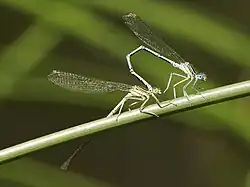 Mating damselflies