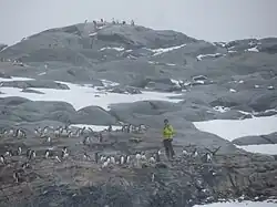 Scientist counts Gentoo penguins on Pléneau Island