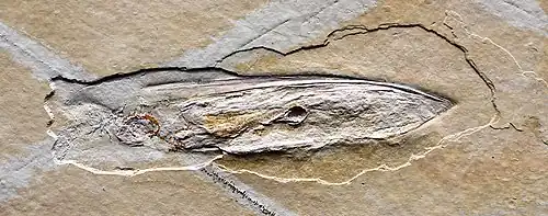 Fossil Plesioteuthis from the Tithonian (c. 150 Mya, upper Jurassic), Solnhofen, Germany