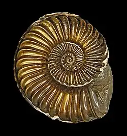 Pyritized ammonoid Pleuroceras solare fossil specimen