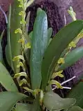 Pleurothallis tubata