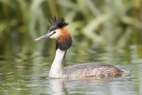 Great crested grebe in summer, with a complete crest
