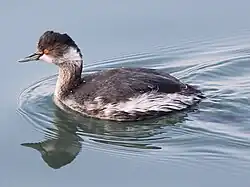 A bird in water, facing to the left. The bird has a brownish head, a whitish chin and upper throat, whitish flanks, and an overall brownish look.