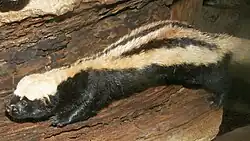 Photo of a black weasel with white stripes stretching down its back