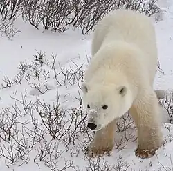 Polar bear in Churchill, Manitoba