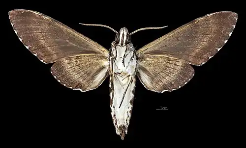 Poliana leucomelas ♀ △