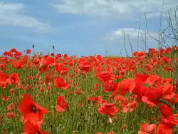 Poppies in field near Kelling June 2002