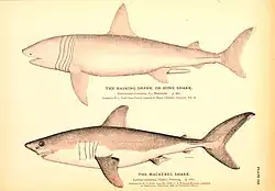 Monochromatic drawings of two sharks, one labeled "the basking shark, or bone shark – Cetorhinus maximus", and the other "the mackerel shark – Lamna cornubica"
