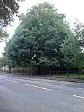 Seafield Place elm