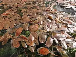 Some red ovoid leaves floating on top of a stream