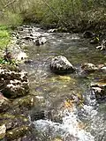 Source River Tresnjice, mountain Povlen