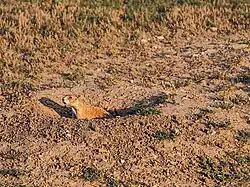A prairie dog; part of an extensive colony in the park