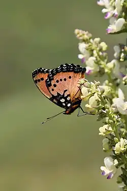 Summer form feeding at Plectranthus flowers