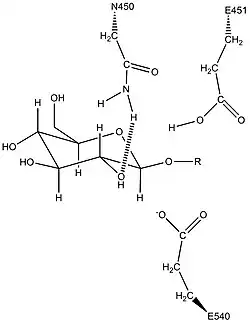 Predicted activity of the conserved Asn450 residue in stabilization of the β-glucuronidase sugar substrate