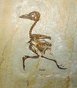 Primobucco, an early relative of the roller