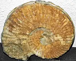 Prionocyclus wyomingensis (fossil ammonite) (Frontier Formation, Upper Cretaceous, ~92 Ma; Wyoming, USA)