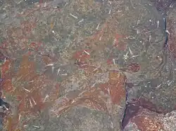 Procarididea: Procaris ascensionis