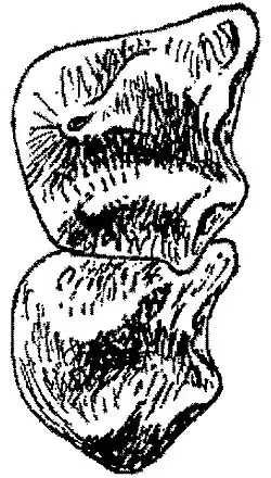 Monochrome drawing of two teeth