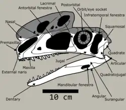 Black and white diagram illustrating the Proceratosaurus skull, with various elements labelled