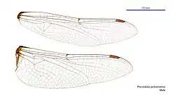 Male wings