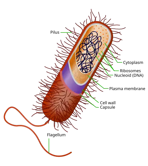 image of prokaryotic cell