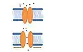 Prokaryotic model. Channel opens in response to membrane deformation (green arrows). Adapted from Lumpkin et al.[66]