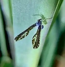 Proutista moesta in India