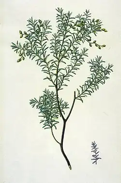 Botanical illustration by Frederick Polydore Nodder, 1780.