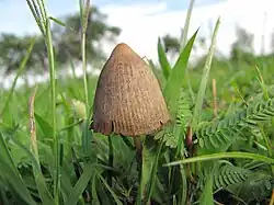 The mushroom Psilocybe mexicana