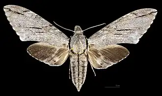 Psilogramma increta ♀