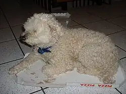 Some owners choose to clip Puli coats to help keep the dog cool in hot weather