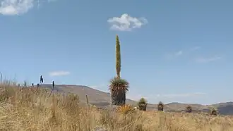 Tall Puya raimondii with flower spike above spiny leaf rosette in Andean grassland