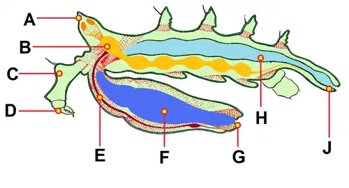 Sagittal section of an ascorhynchid pycnogonid, showing pharynx (F), mid gut (H) and central nervous system (B).