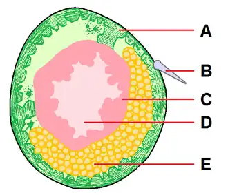 Transverse section of a pycnogonid leg, showing gut diverticulum (C, D) and gonad (E)