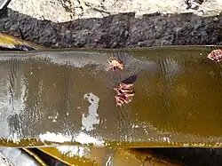 Growing D. antarctica at Allans Beach, Otago