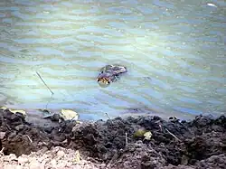Adult Central African rock python at the edge of a watering hole in Fathala Reserve, at Karang just north of the border to Gambia, Senegal
