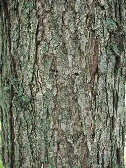 bark