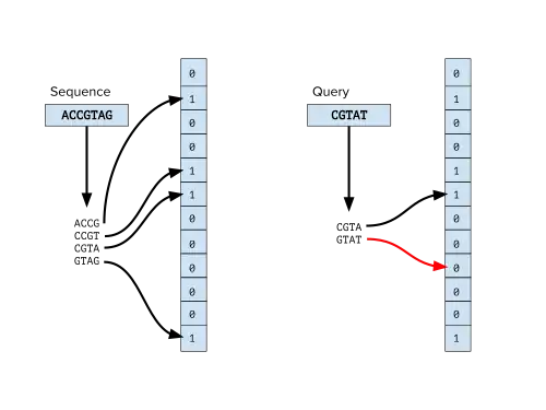 A visualization of querying a bloom filter of k-mers of a DNA sequence.