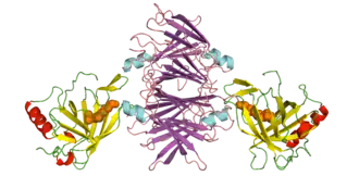 RBP4-retinol-TTR complex
