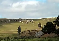 RS-020 Highway in São Francisco de Paula